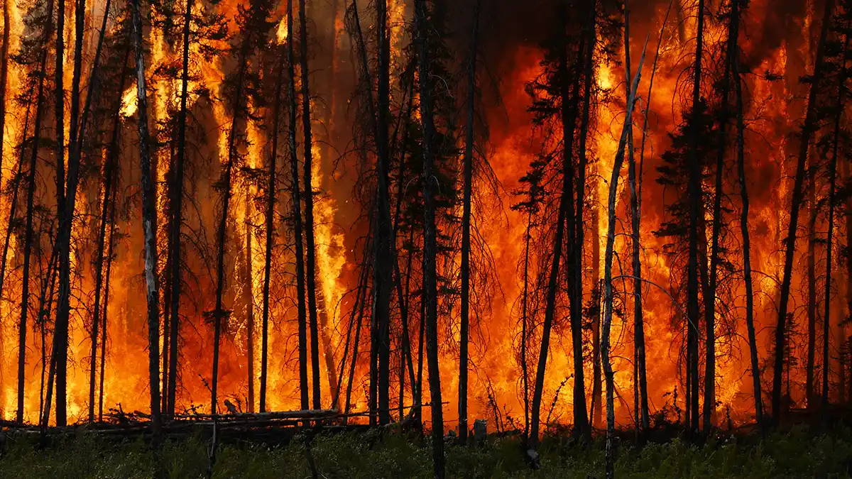 Wildfire burning through forest